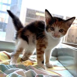 Molly image 1