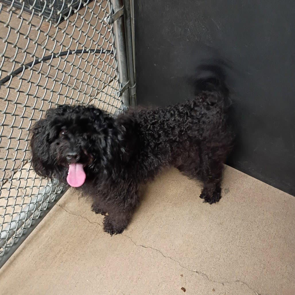 Plot Twist - Poodle (Miniature)