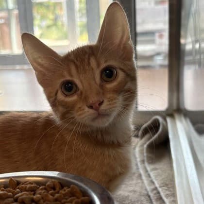 Carl - Domestic Short Hair