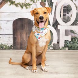 Cinnamon image 1
