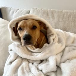 Cinnamon image 2