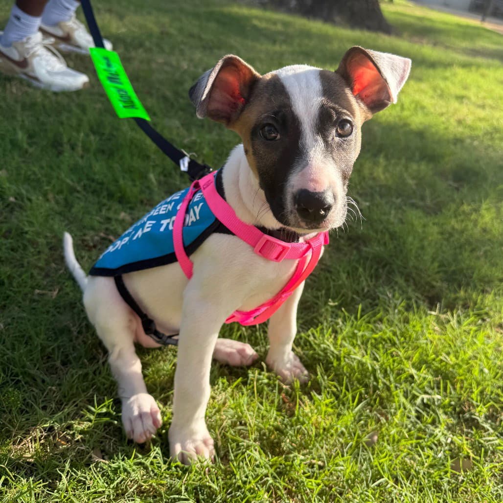 Aphrodite - Terrier