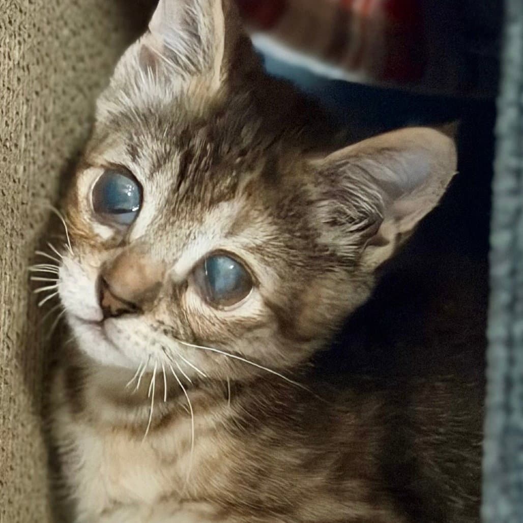 Poppy Seed Muffin - Domestic Short Hair