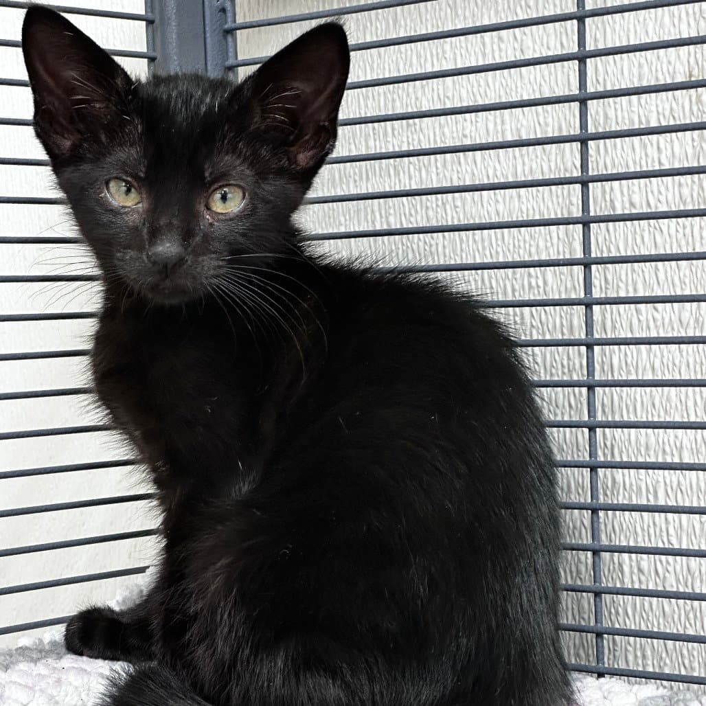 Colette - Domestic Short Hair