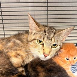 Amy image 1