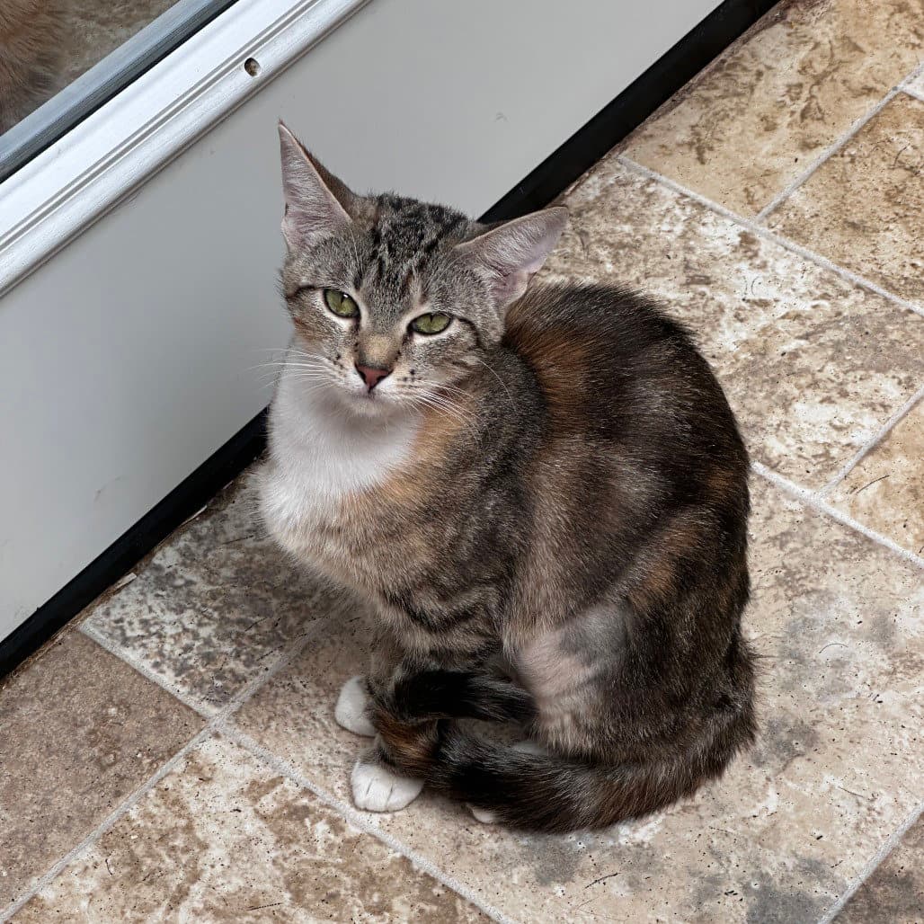 Amy - Domestic Short Hair