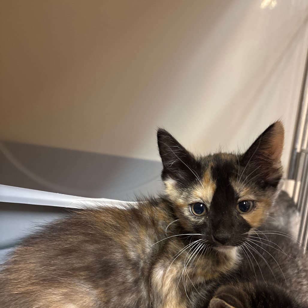Chai - Domestic Short Hair