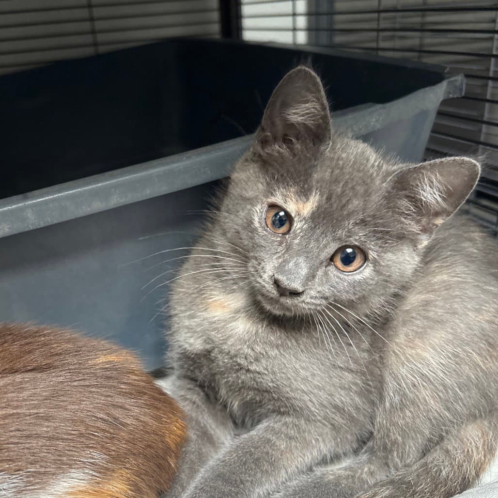 Ponchi - Domestic Short Hair