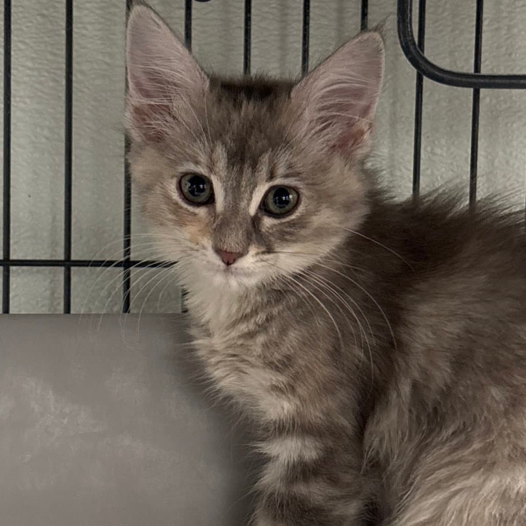 Hopper - Domestic Short Hair
