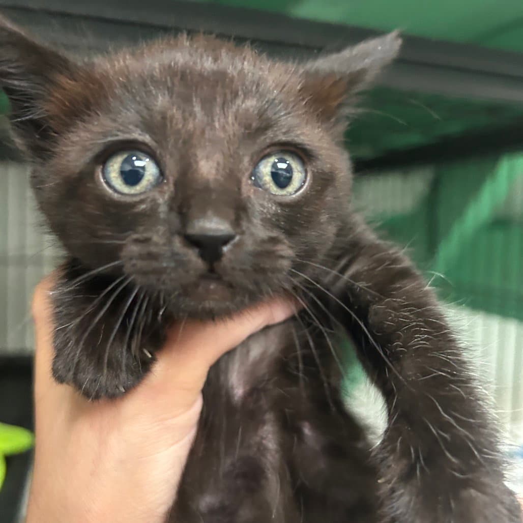 Sapphire - Domestic Short Hair