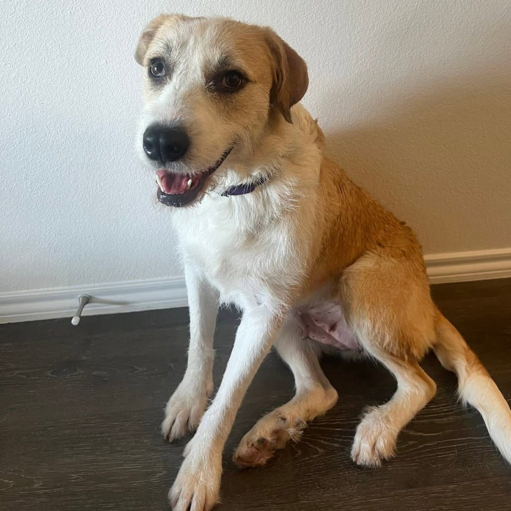 Wellsy - Terrier