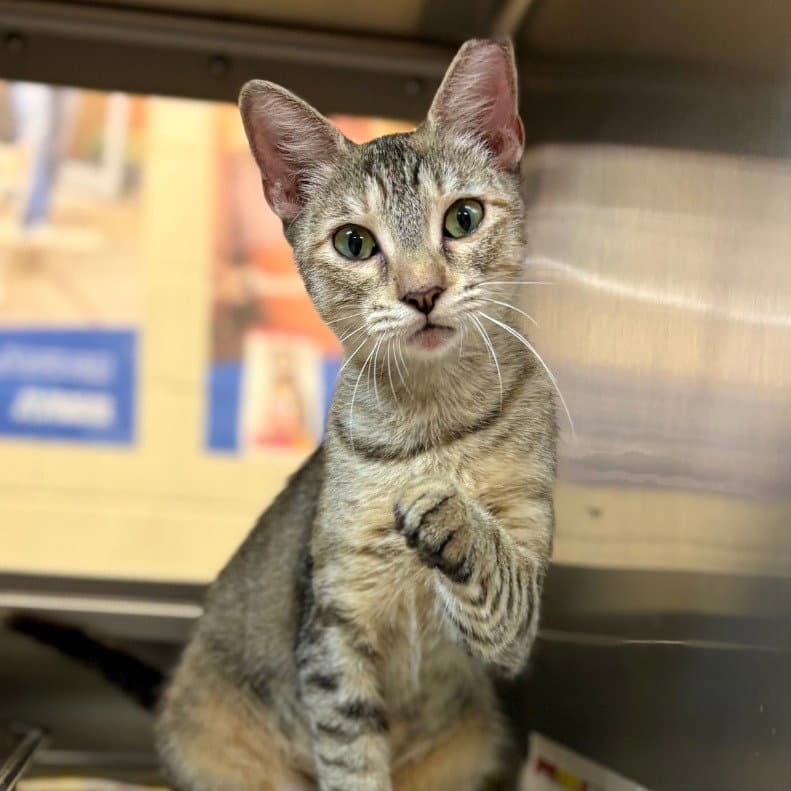 Jade - Domestic Short Hair