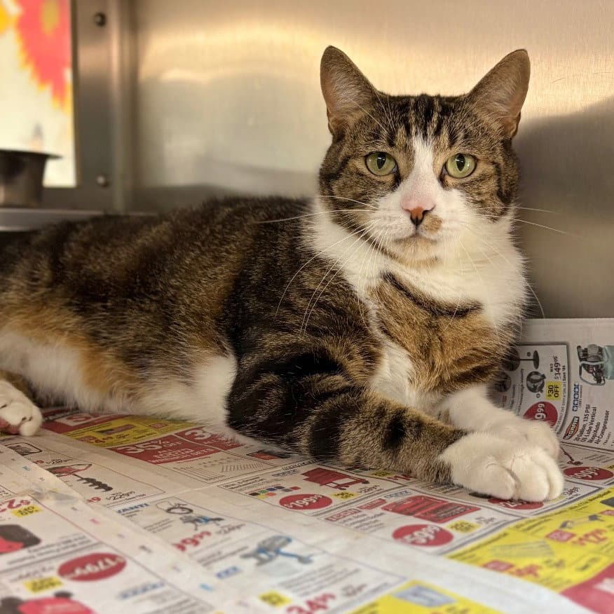 Willie - Domestic Short Hair