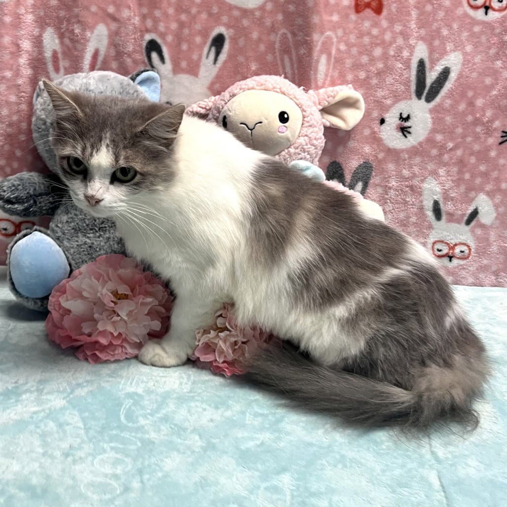 Mae - Domestic Short Hair