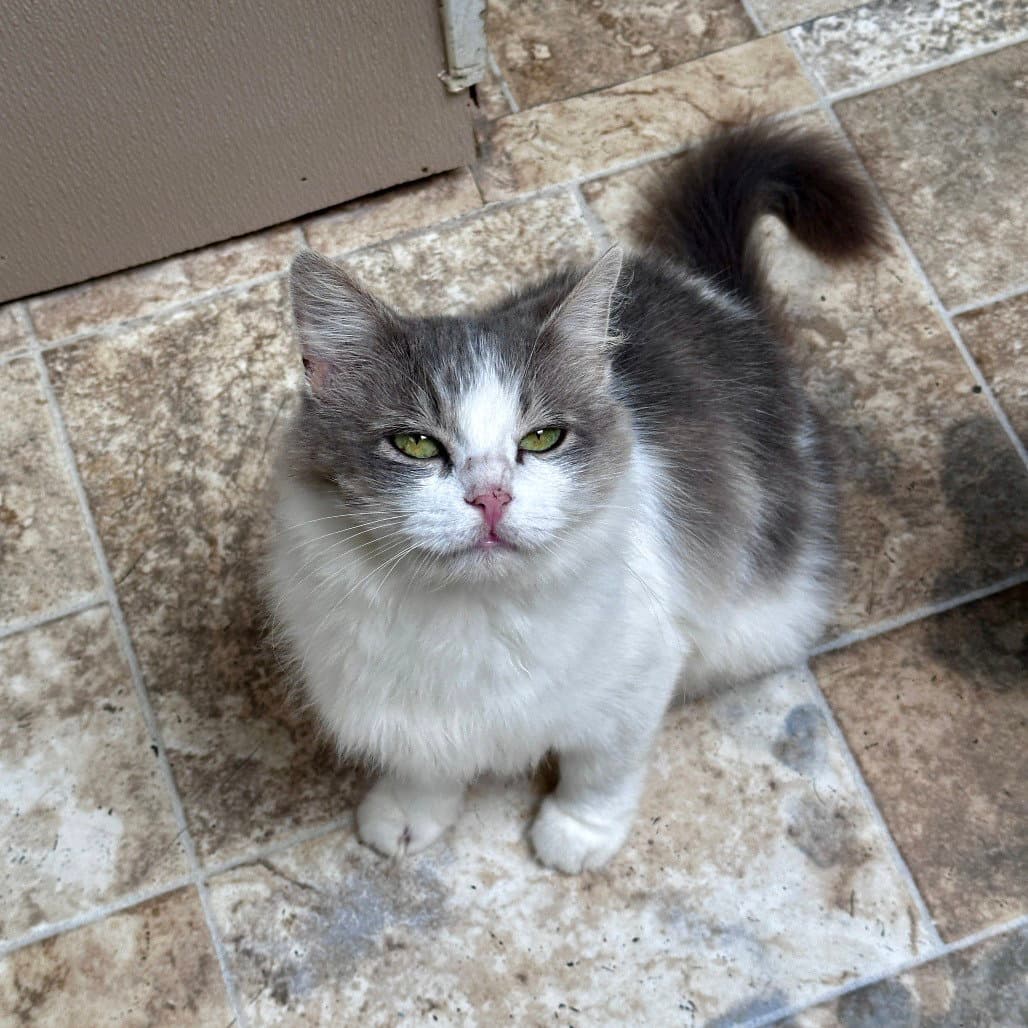Mae - Domestic Short Hair