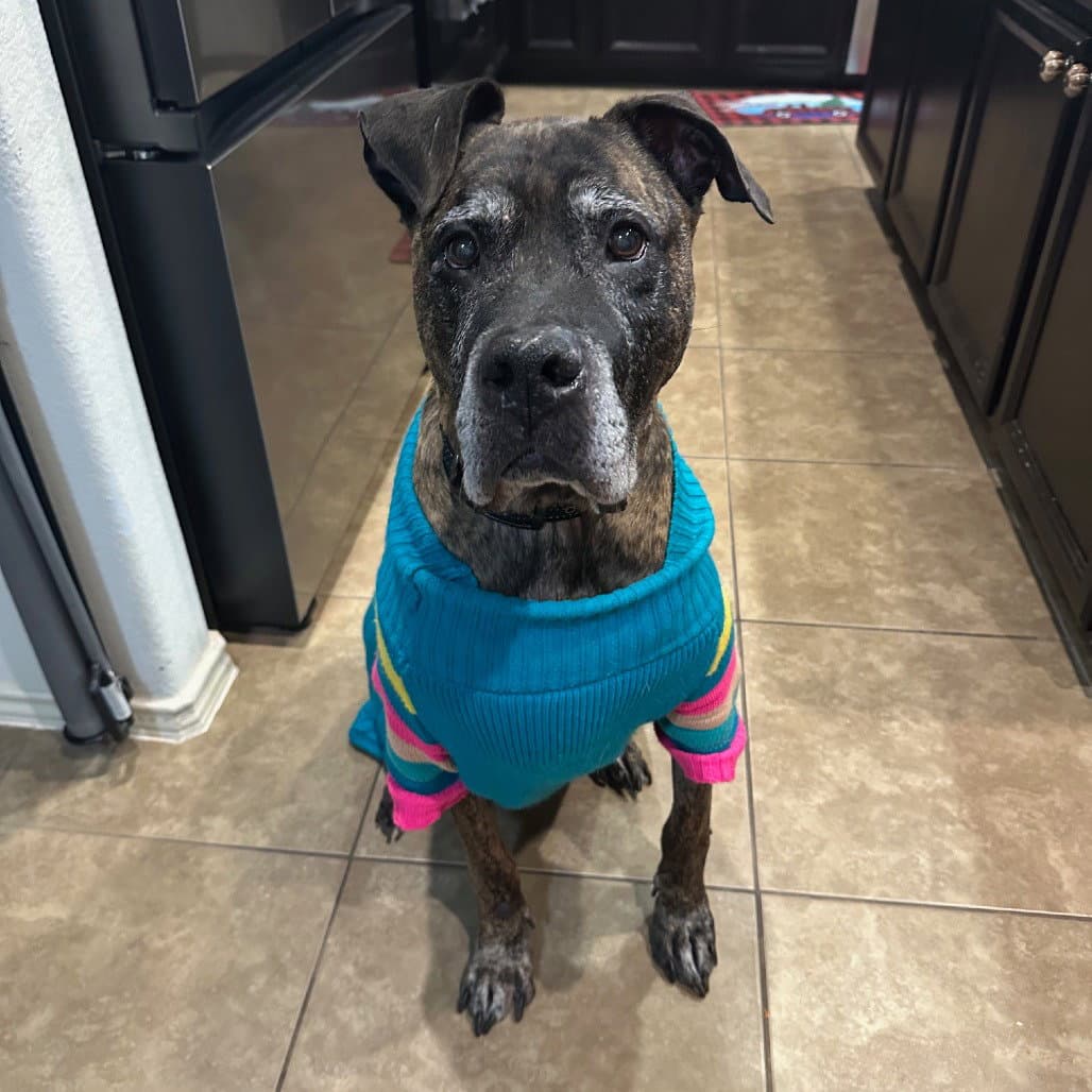 Winston - Presa Canario