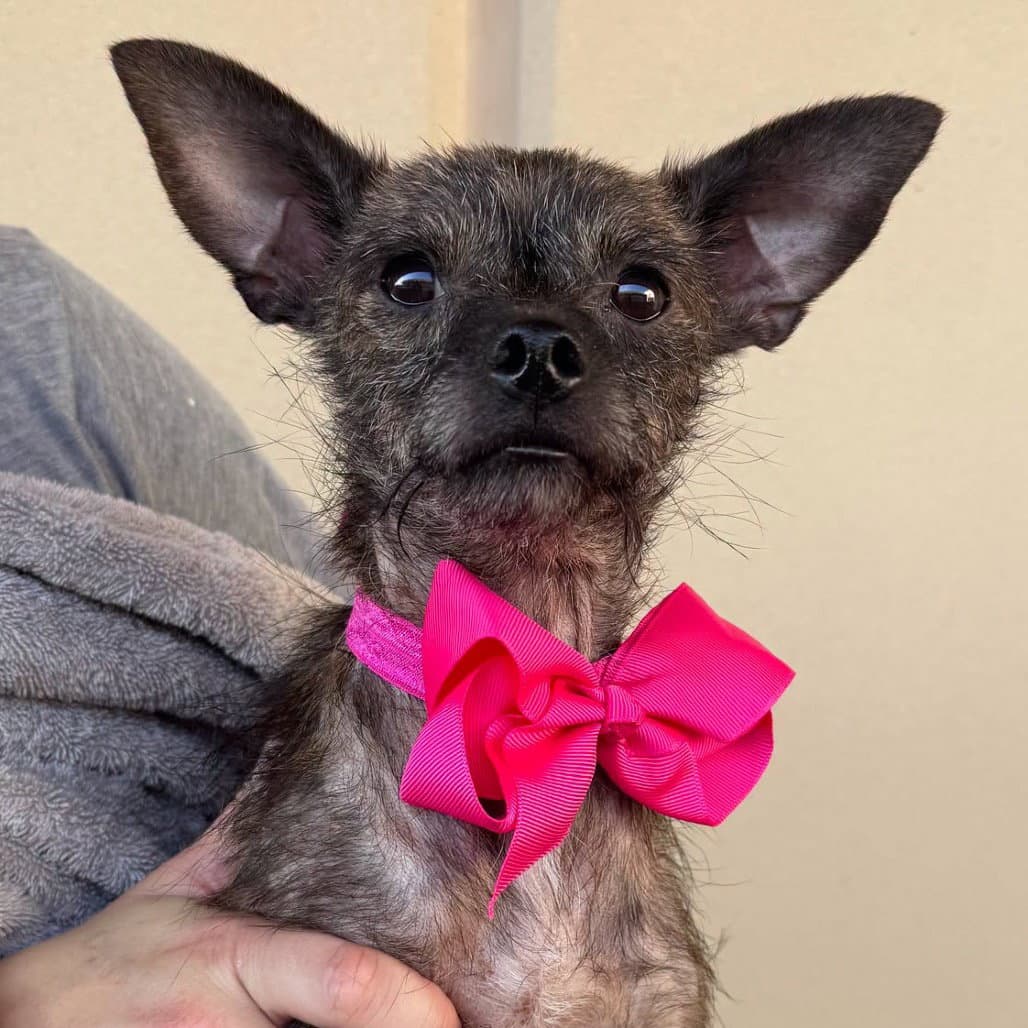 Astra - Chihuahua