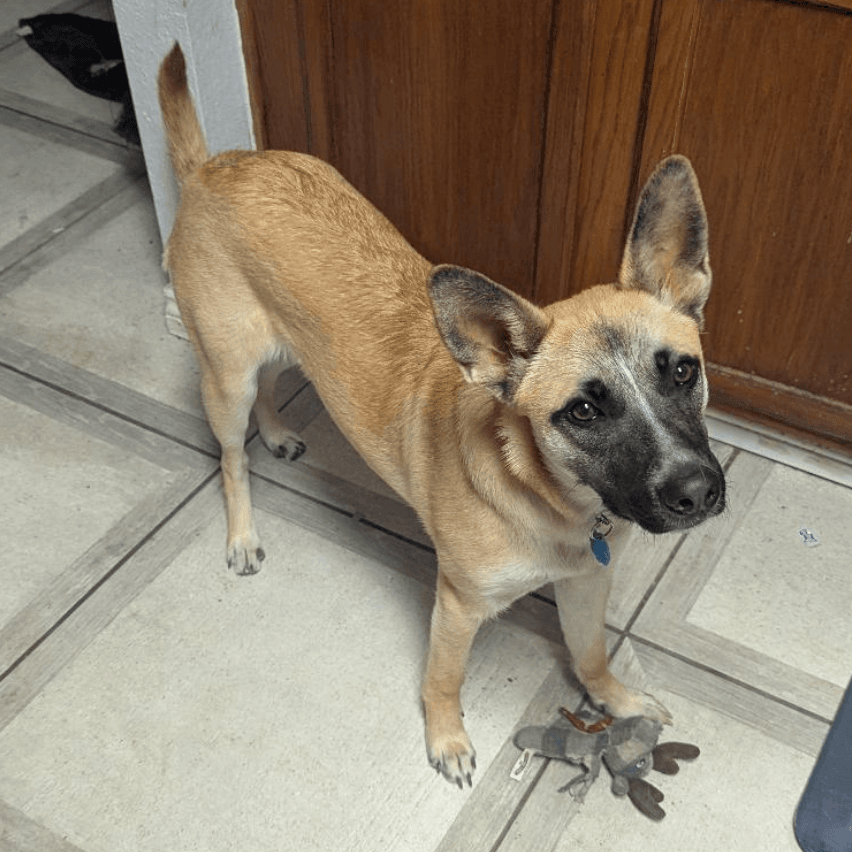 Bella Xxvii New Digs - German Shepherd Dog