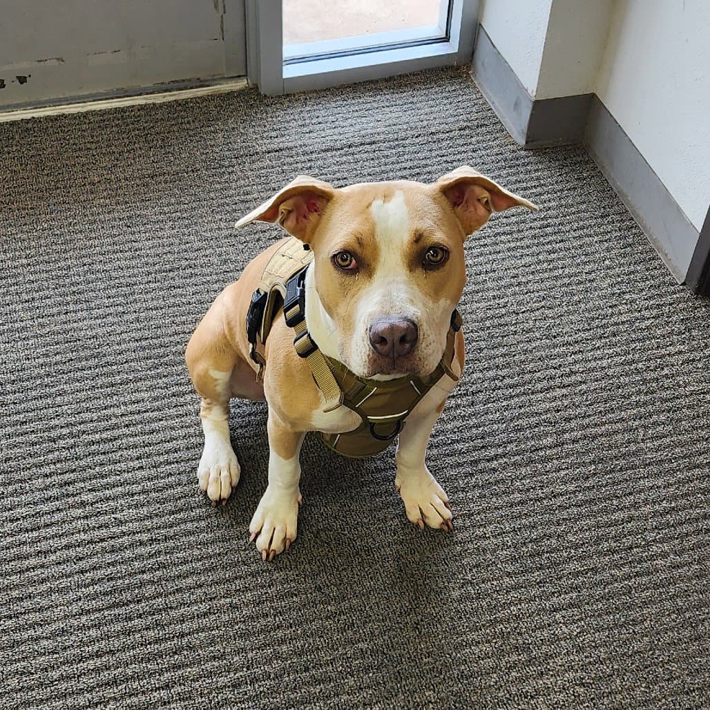 Gema New Digs - Retriever