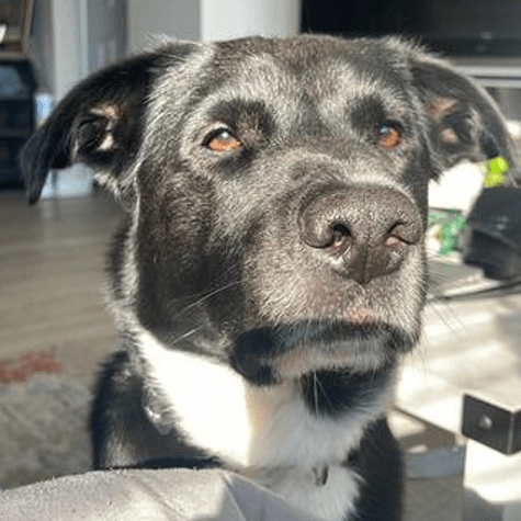 Saint - Retriever
