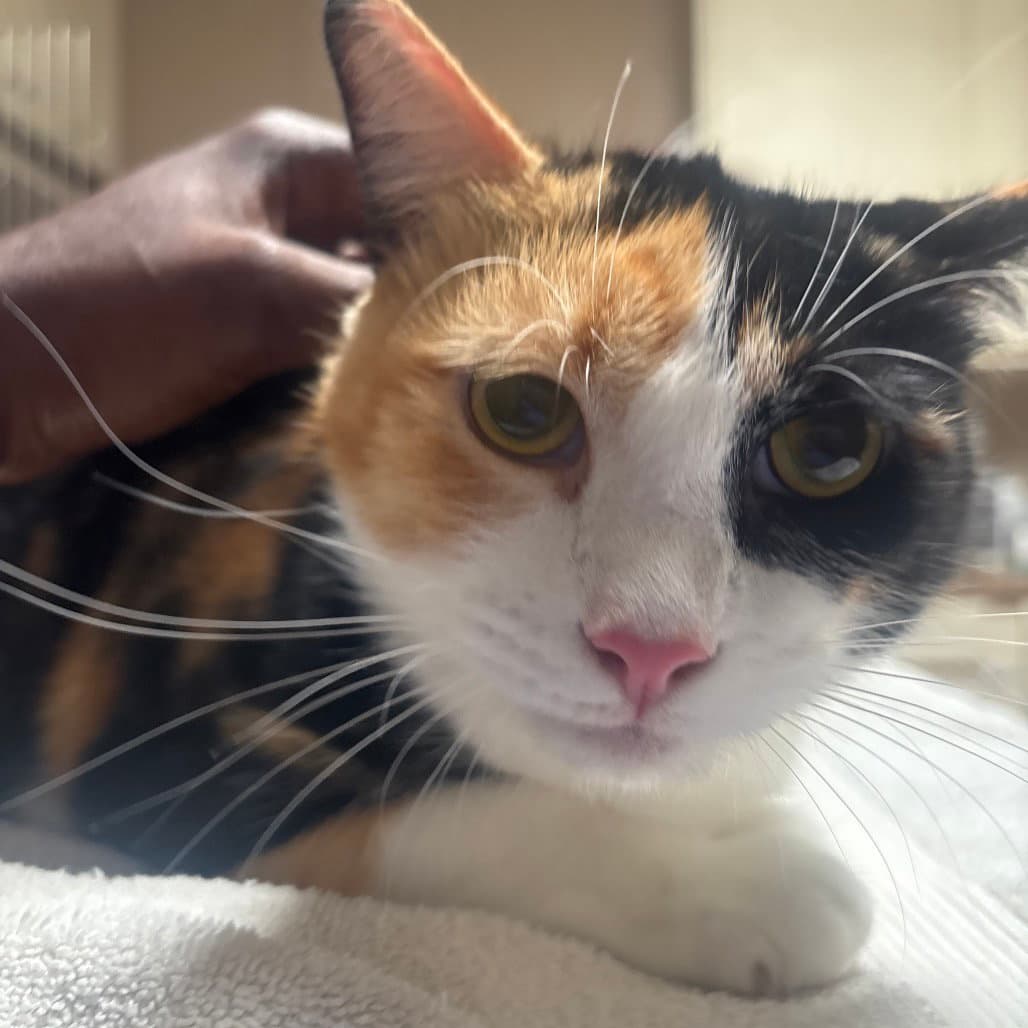 Angel Baby - Domestic Short Hair