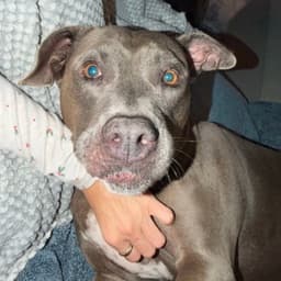 Hallie image 3