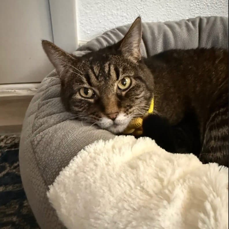 Suki - Domestic Short Hair