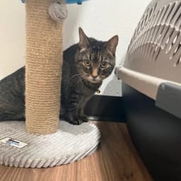 Suki image 2