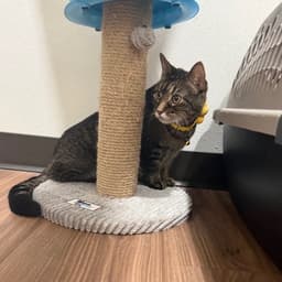 Suki image 3
