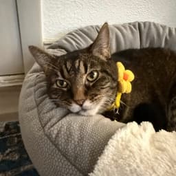 Suki image 4