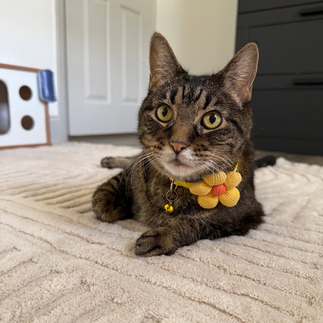 Suki - Domestic Short Hair