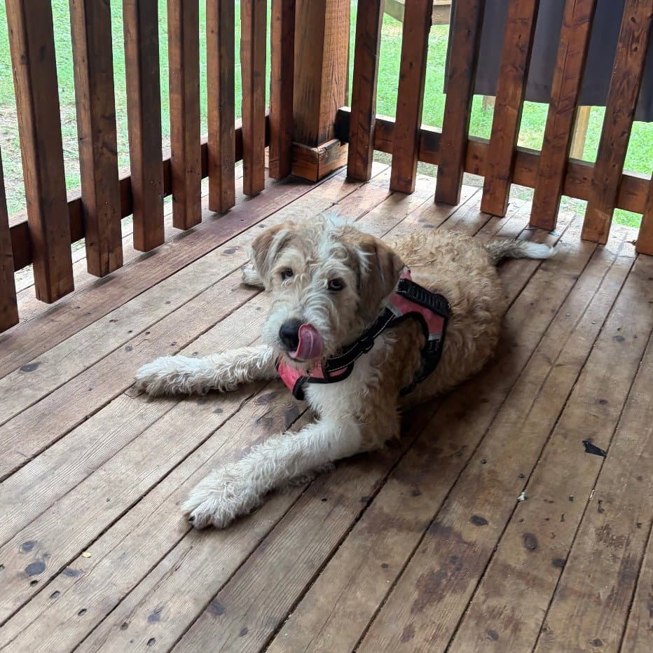 Dixie - Poodle (unknown type)