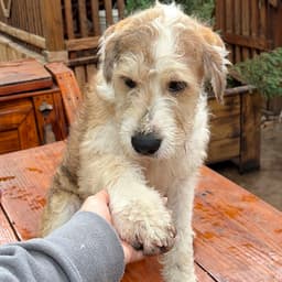 Dixie image 4