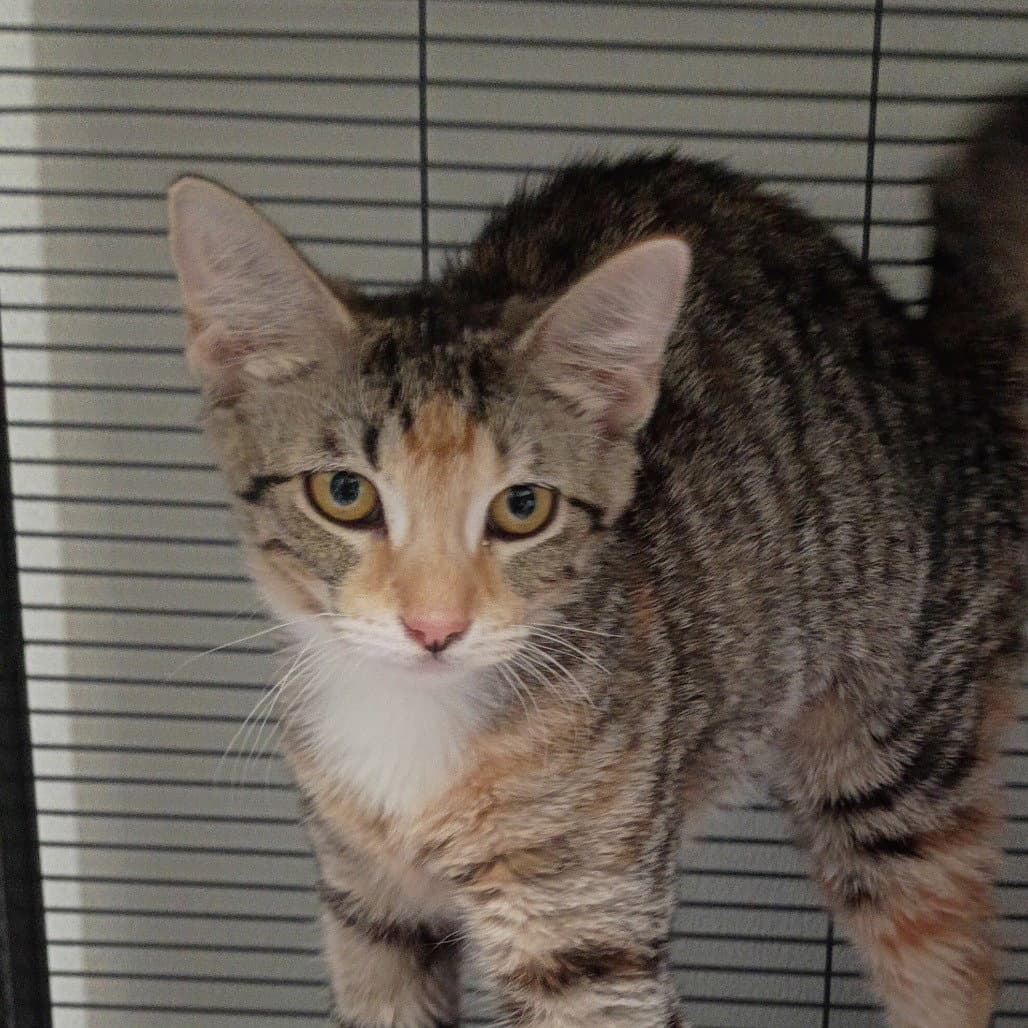 Button - Domestic Short Hair