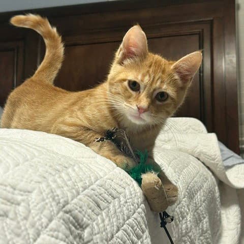 Cheddar Biscuit - Domestic Short Hair