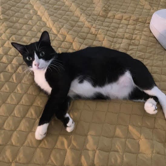 Jesse - Domestic Short Hair