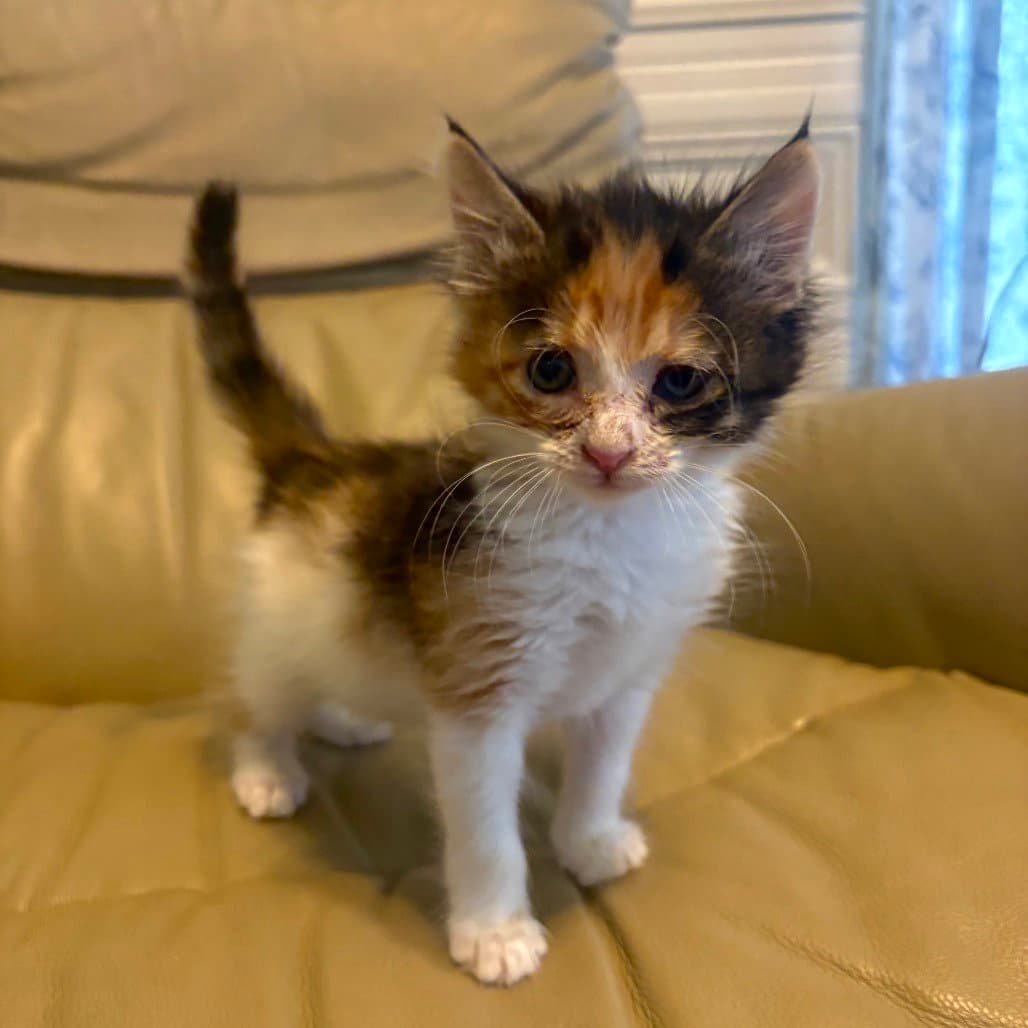 Lillian - Domestic Short Hair
