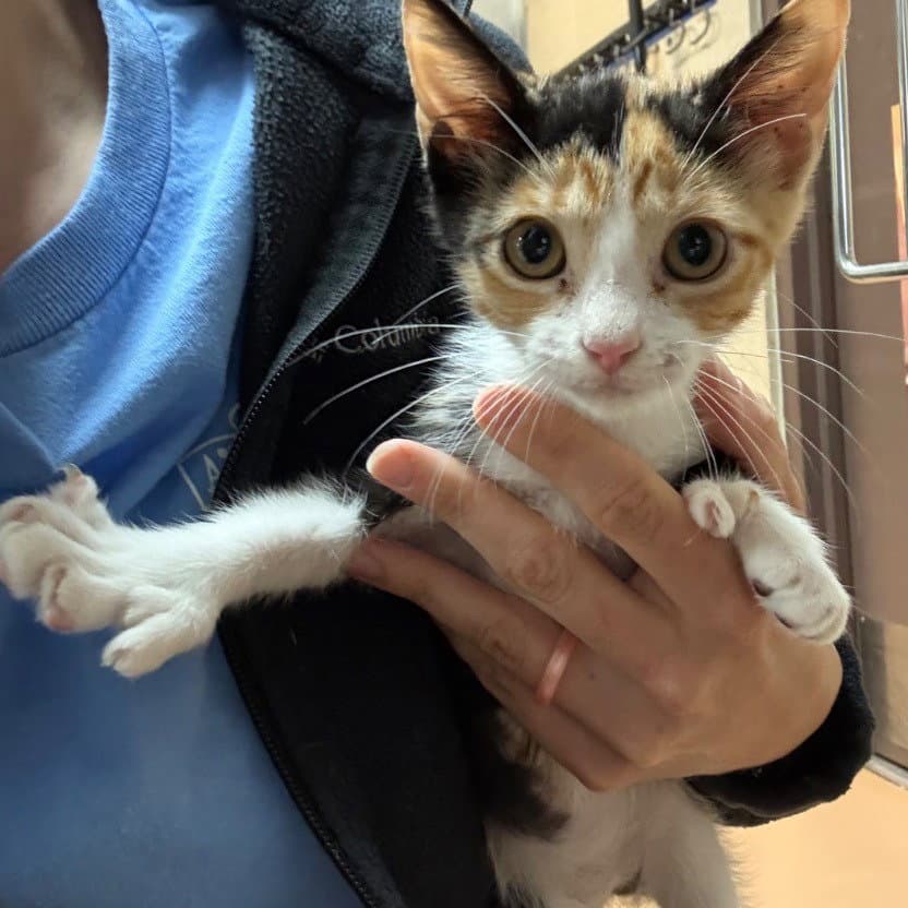 Banellope - Domestic Short Hair