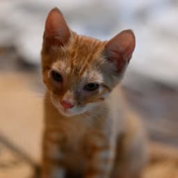 Ginger May image 1