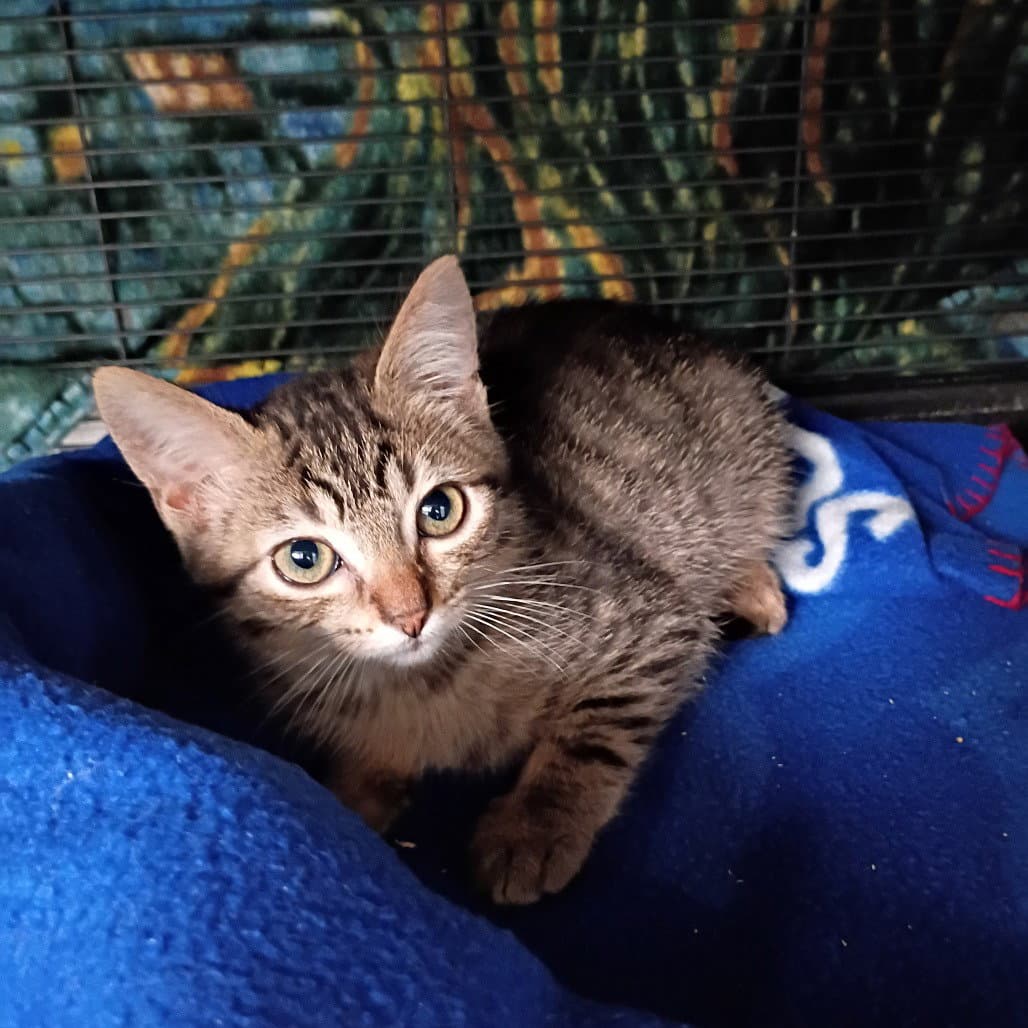 Bran - Domestic Short Hair