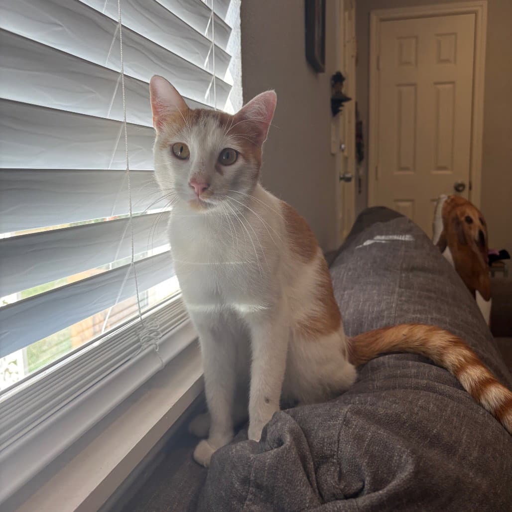 Risotto - Domestic Short Hair