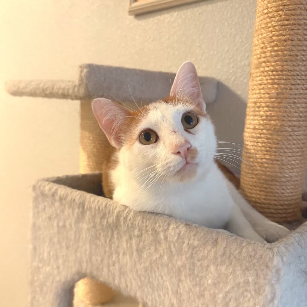 Risotto - Domestic Short Hair
