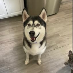 Sammie image 1