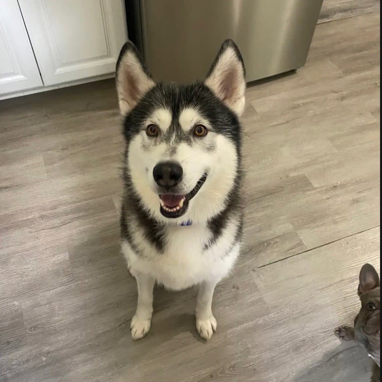 Sammie - Husky