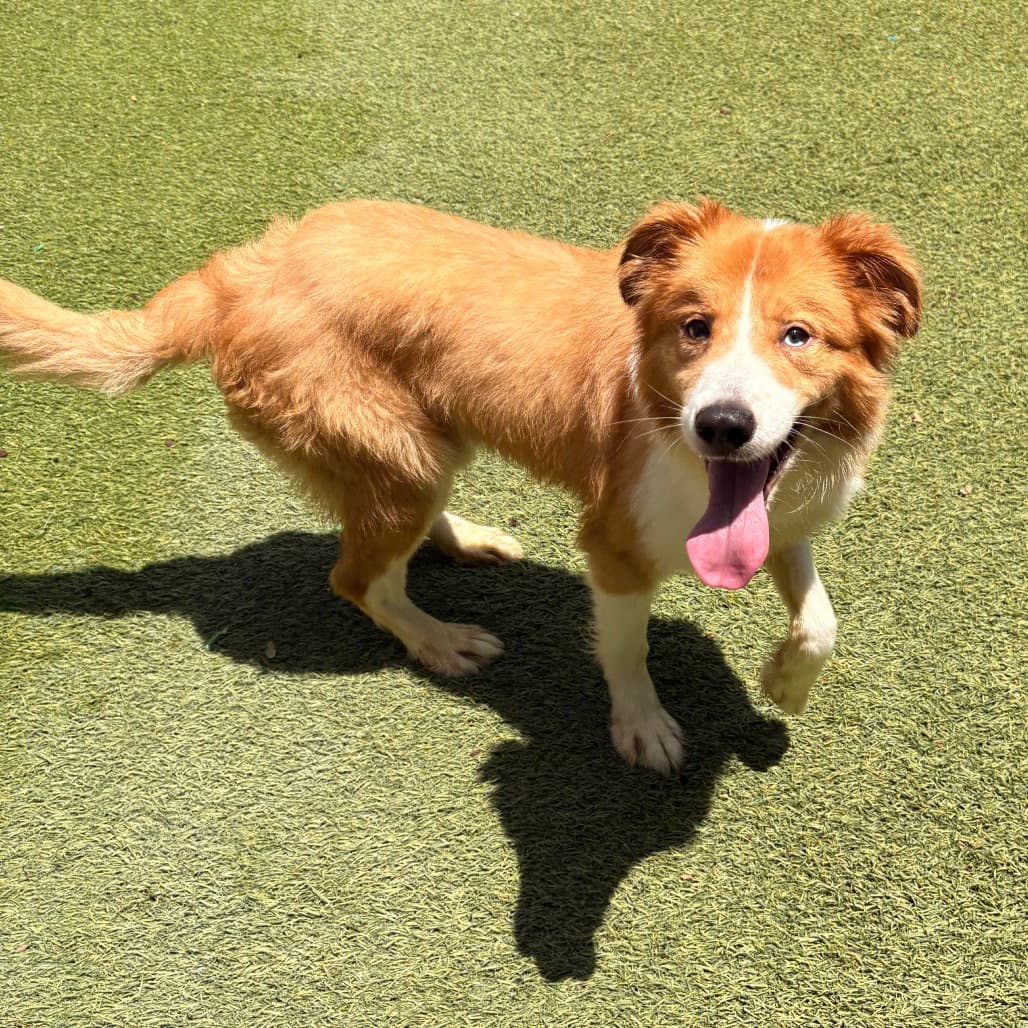 Bowie - Terrier