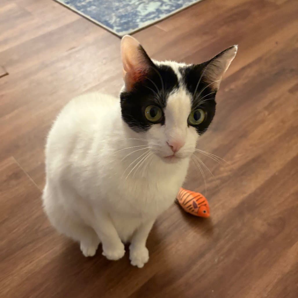 Max Xviii New Digs - Domestic Short Hair