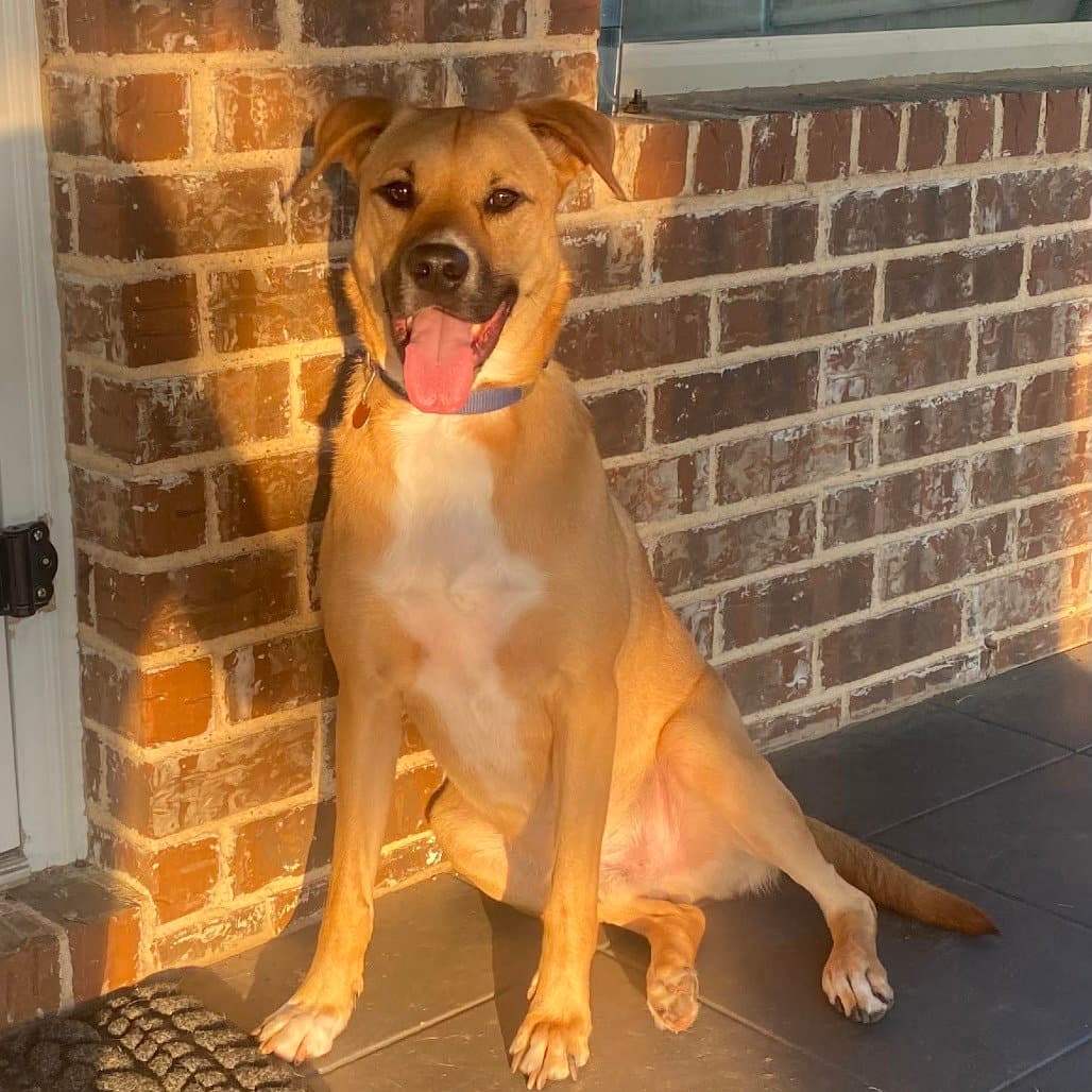 Sergeant New Digs - Black Mouth Cur
