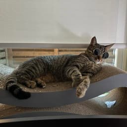 Cleo Iii New Digs image 3