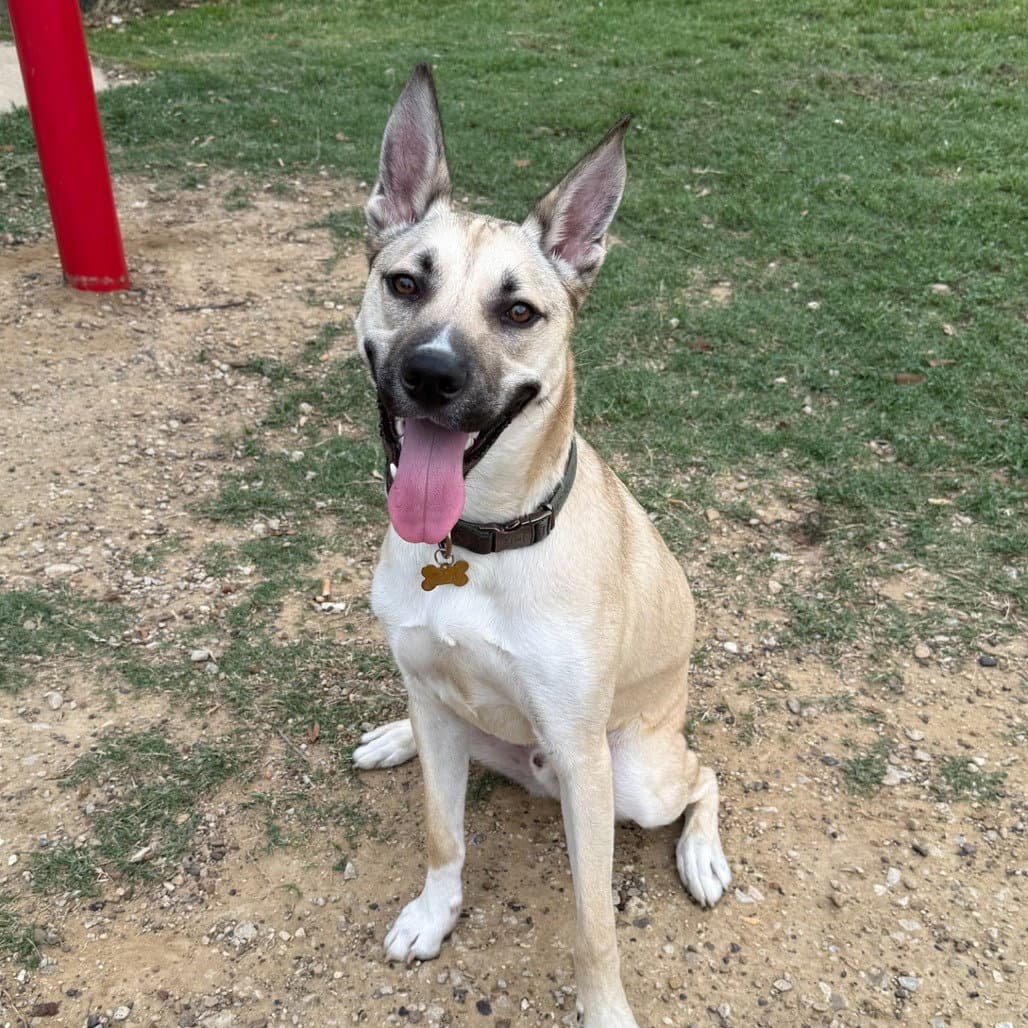 Kylo Iii New Digs - Shepherd