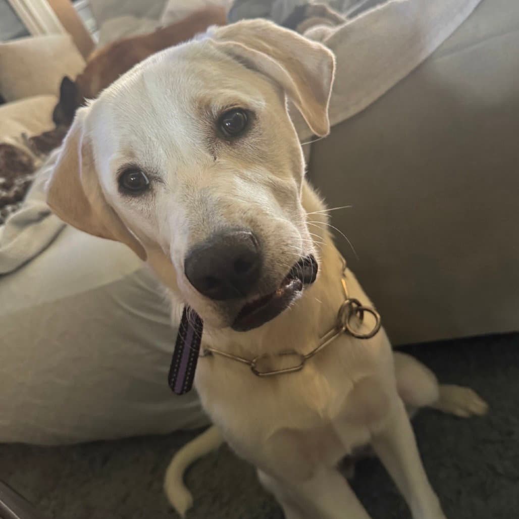 Freya V New Digs - Retriever
